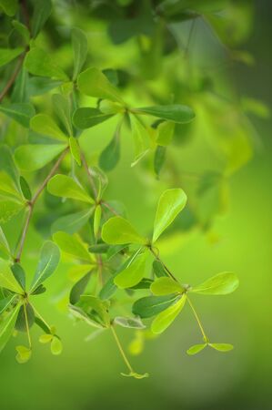 leafの写真素材