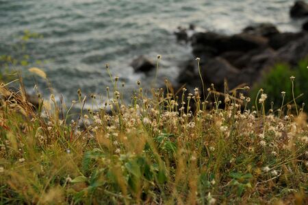 flower and seaの写真素材