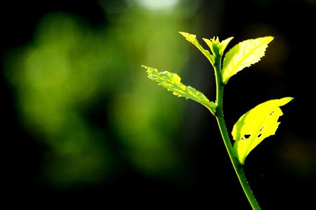 leafの写真素材