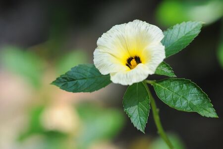 white flowerの写真素材