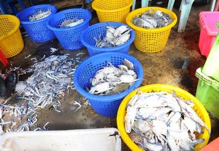 crab sorting processの写真素材