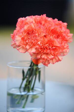 flowerの写真素材