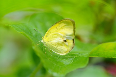 butterflyの写真素材