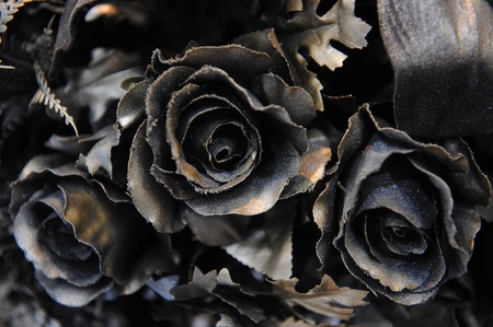 black roseの写真素材