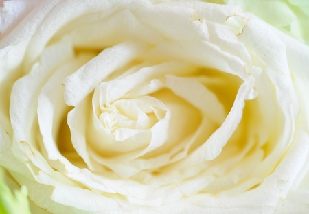 white flowerの写真素材