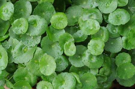 leaf texture