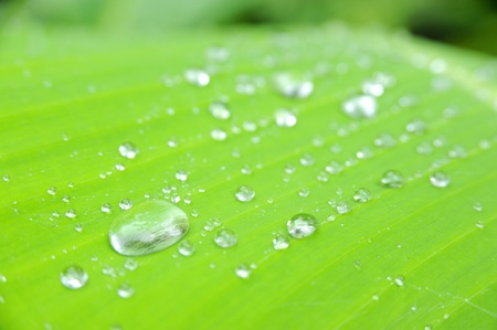 water drops on the green leafの写真素材