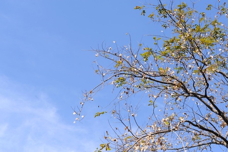 leaves on blue sky
