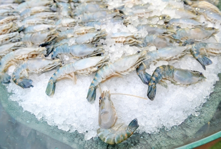 Fresh Shrimpの写真素材