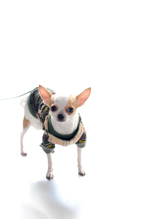 puppyの写真素材