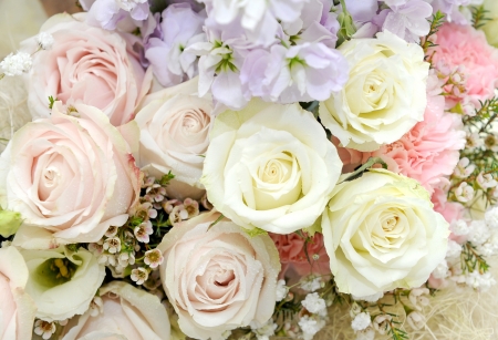 Beautiful roseの写真素材