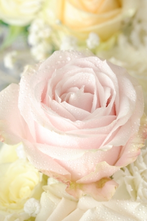 pink rose macroの写真素材