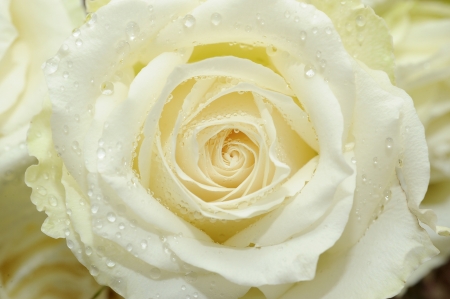rose petals close upの写真素材