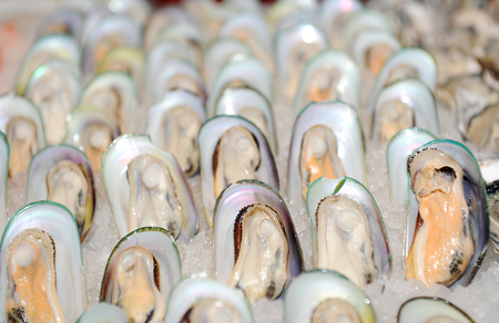 mussel in closeup shot 