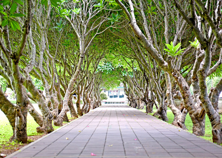 Trees Tunnelの写真素材