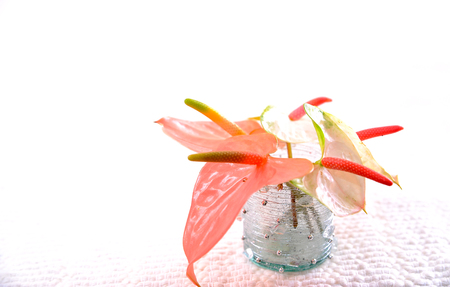 bouquet of anthurium flowers in a glass vaseの写真素材