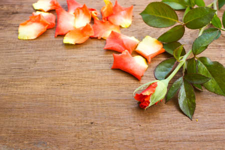 Orange rose and leafs on a old wood board.の写真素材