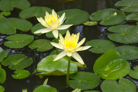 Yellow lotus blossoms or water lily flowers blooming on pondの写真素材