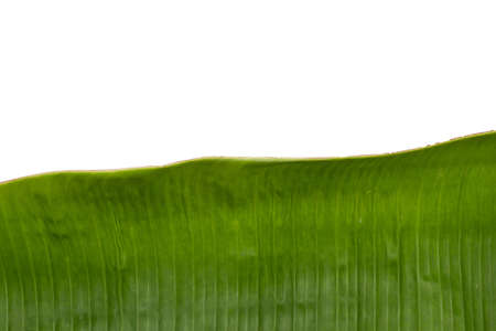 Green Banana Leaf on white background. Use as background with copy space.の写真素材