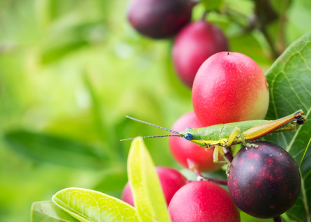 Grasshopper on pink berry fruit. Nature background with copy space. Relax and comfortable feeling. Like to use backdrop on spring season.の写真素材