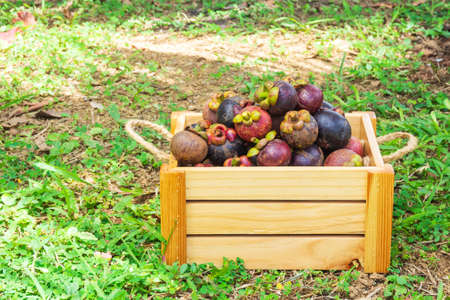 Mangosteens in wooden box. Tropical fruit. Queen of fruit. Fresh fruit in garden.の写真素材