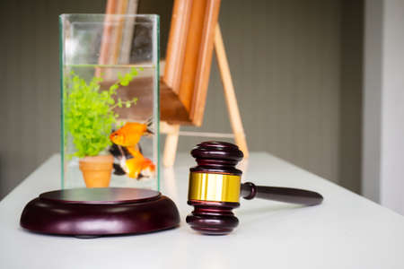Wooden gavel on white table. Fish bidding, animal auction. Business of auction background.の写真素材