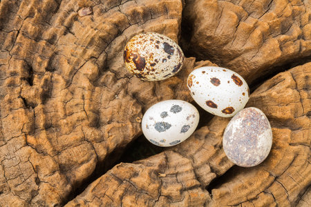 Quail eggs on the old wood stumpの写真素材