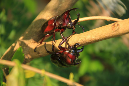Thai rhinoceros beetles on the treeの写真素材