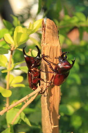 Thai rhinoceros beetles on the treeの写真素材