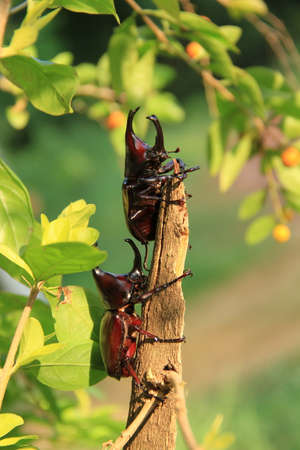 Thai rhinoceros beetles on the treeの写真素材