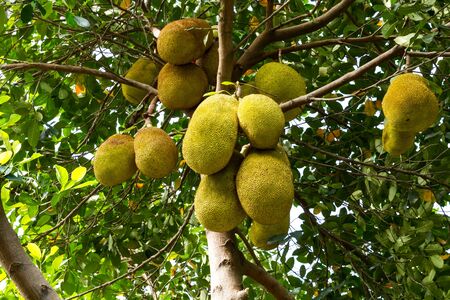 Jackfruite tree.