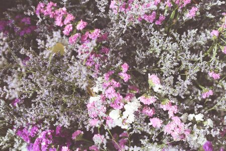 statice vintage backgroundの写真素材