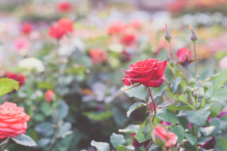 beautiful rose gardenの写真素材