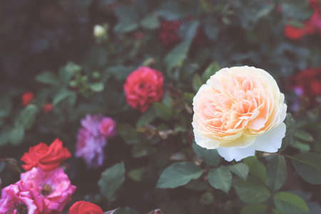 beautiful rose garden