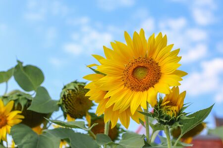 sun flowerの写真素材