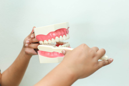 tooth modelの写真素材