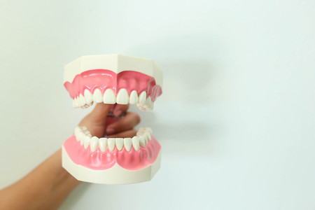 tooth modelの写真素材