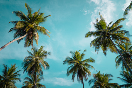Palm trees against blue sky, Palm trees at tropical coast, vintage toned and stylized, coconut tree,summer tree ,retroの写真素材
