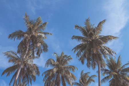 Palm trees against blue sky, Palm trees at tropical coast, vintage toned and stylized, coconut tree,summer tree ,retroの写真素材