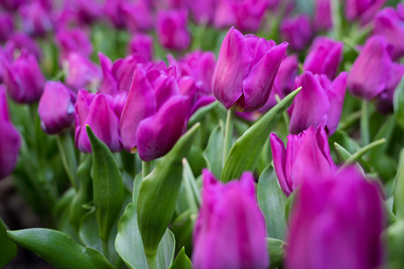 Tulip background, Purple flower tulip lit by sunlight, Soft selective focus, Tulipの写真素材