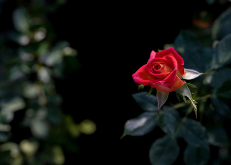 Red rose, Red roses bouquet with free space for text, Red Roses on a bush in a garden, Valentine day conceptの写真素材