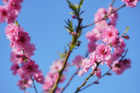 Beautiful cherry blossom sakura in spring time over blue sky.の写真素材