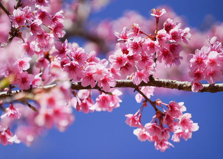 Beautiful cherry blossom sakura in spring time over blue sky.の写真素材