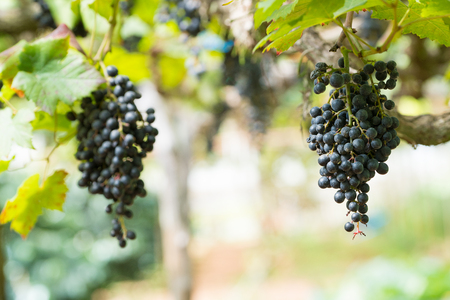 Purple red grapes with green leaves on the vine, Fresh fruitsの写真素材