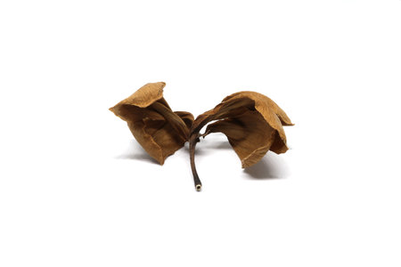 Dried Leaves With Frangipani Flower  Isolated on white background.の写真素材