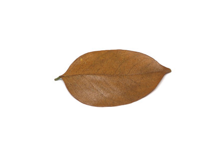 Tropical dry leaves isolated on white.の写真素材