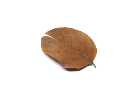 Tropical dry leaves isolated on white.の写真素材