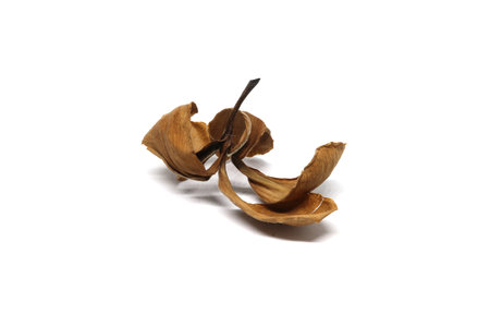 Dried Leaves With Frangipani Flower  Isolated on white background.