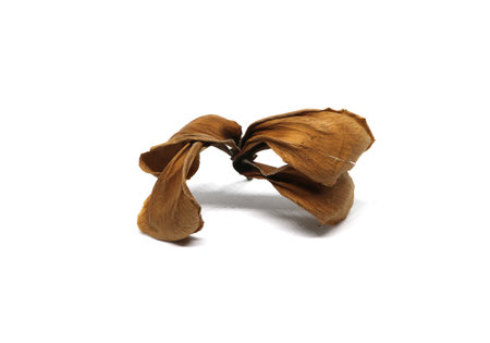 Dried Leaves With Frangipani Flower  Isolated on white background.の写真素材