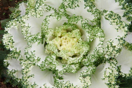 Collard white の写真素材